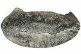 Fossil Whale Ear Bone - Miocene #177769-1